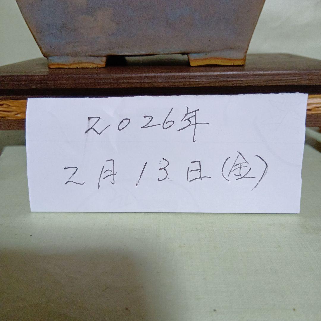 白長寿梅小品盆栽です　黒松盆栽、赤松盆栽、真柏盆栽、五葉松盆栽