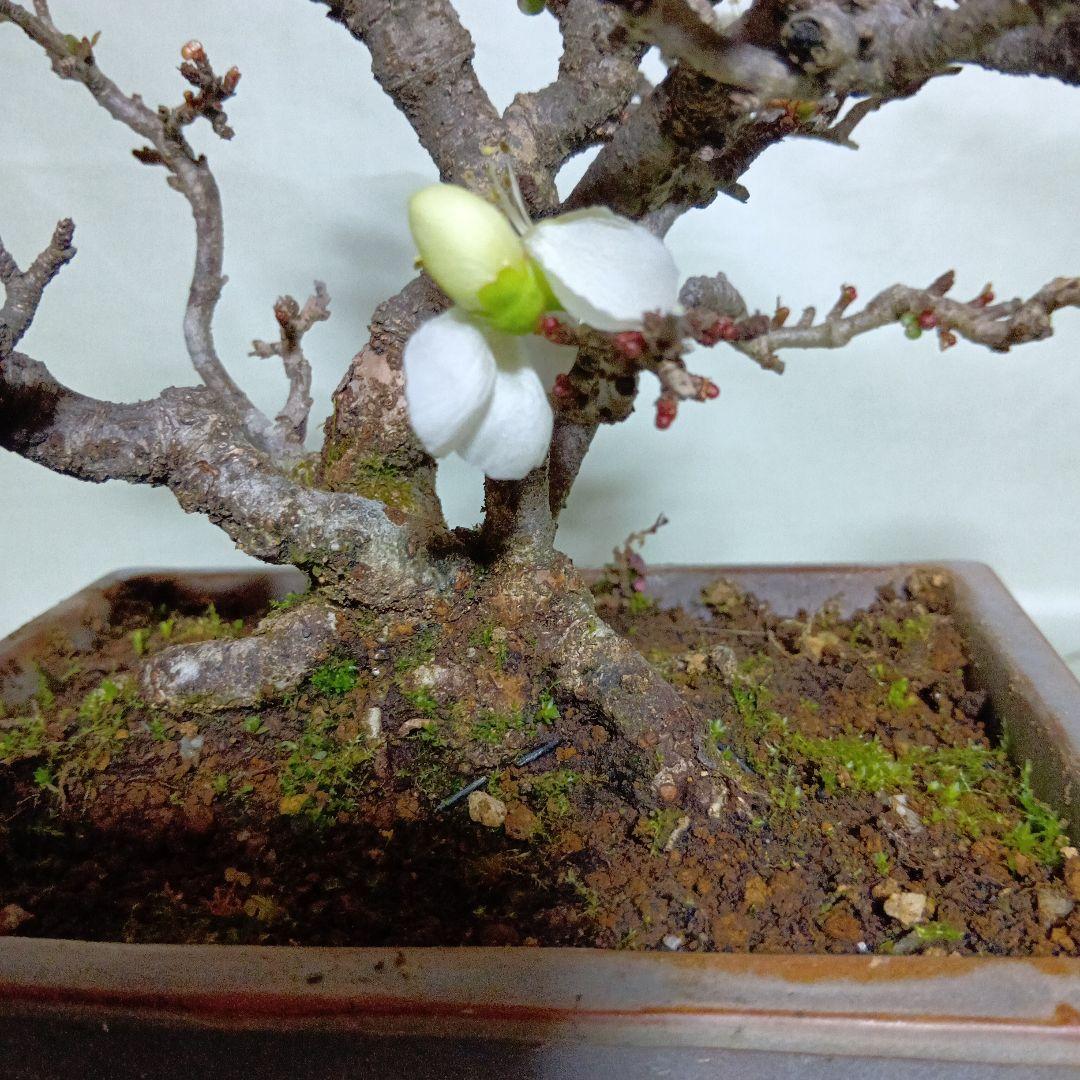 白長寿梅小品盆栽です　黒松盆栽、赤松盆栽、真柏盆栽、五葉松盆栽