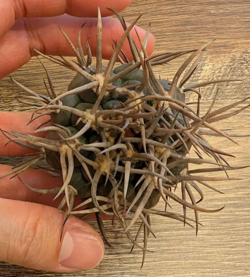 【強棘】ギムノカリキウム　守金魔天竜②