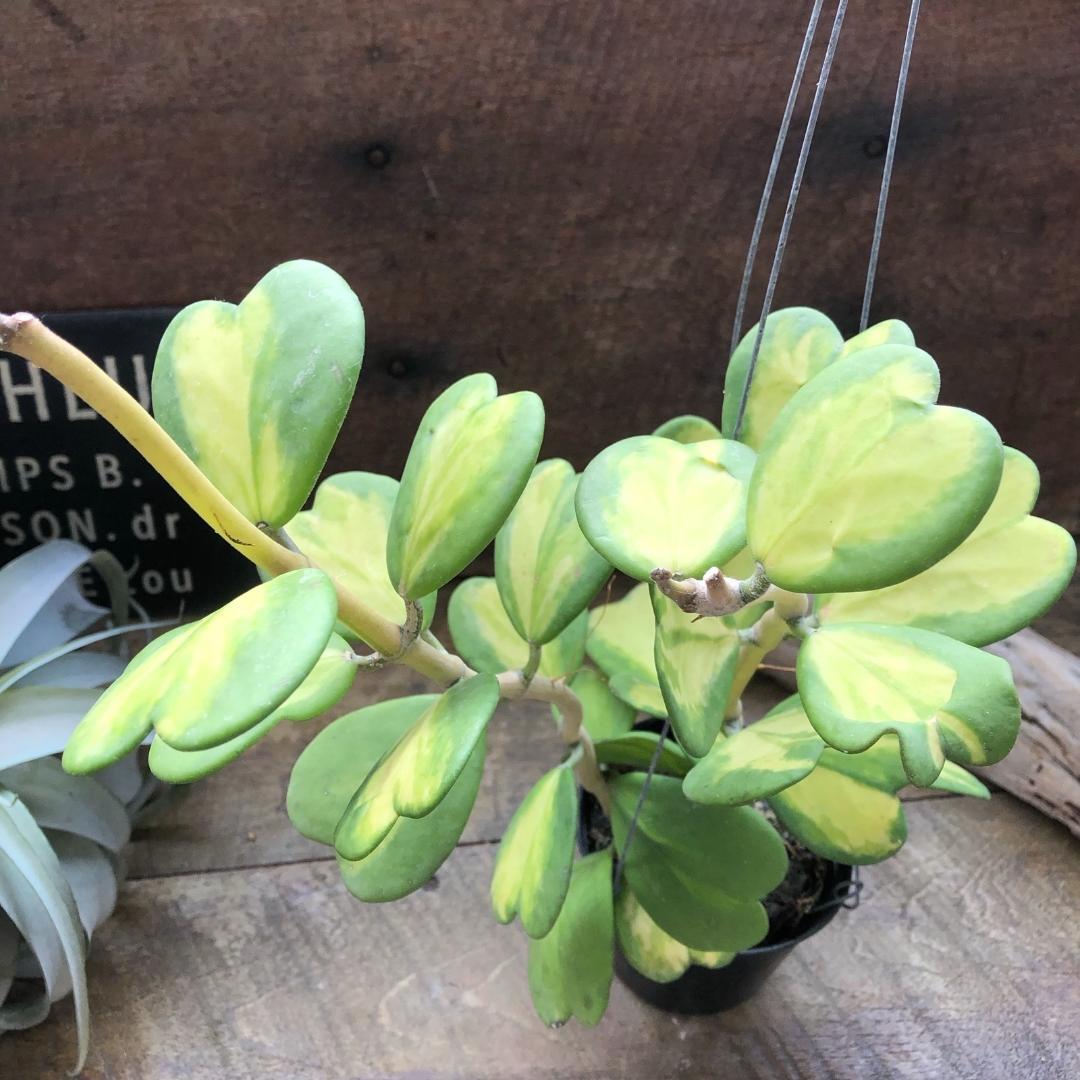 ★ポットごと♡カーリー♡斑入り♡吊り下げ♡ホヤ♡希少な中斑♡ハートホヤ♡