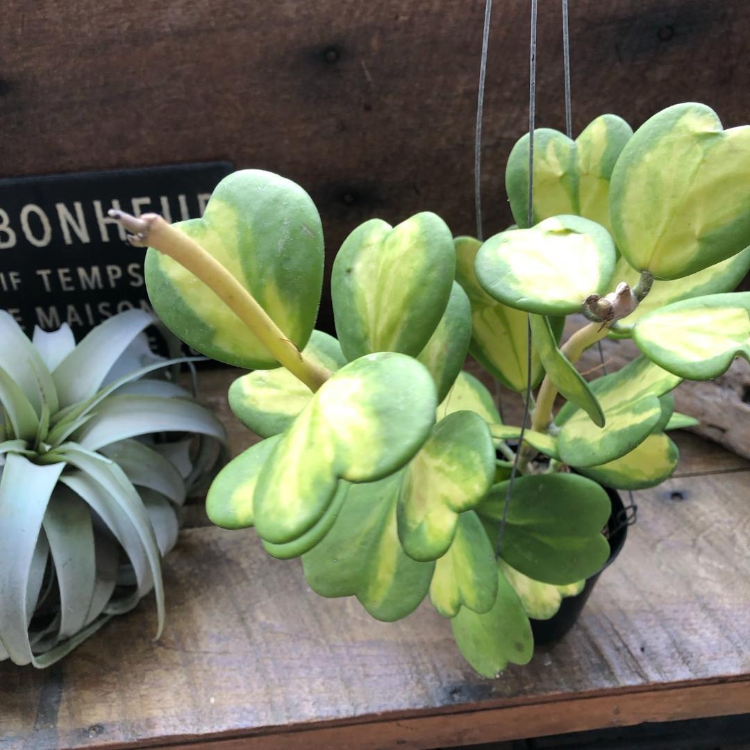 ★ポットごと♡カーリー♡斑入り♡吊り下げ♡ホヤ♡希少な中斑♡ハートホヤ♡