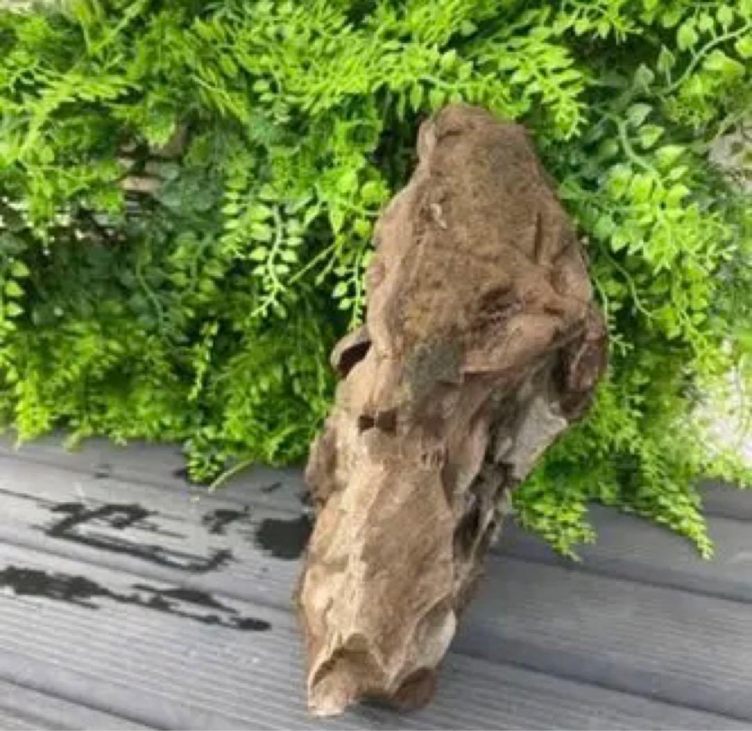 【最終大幅値下げ】国産2枚貝化石　超特大