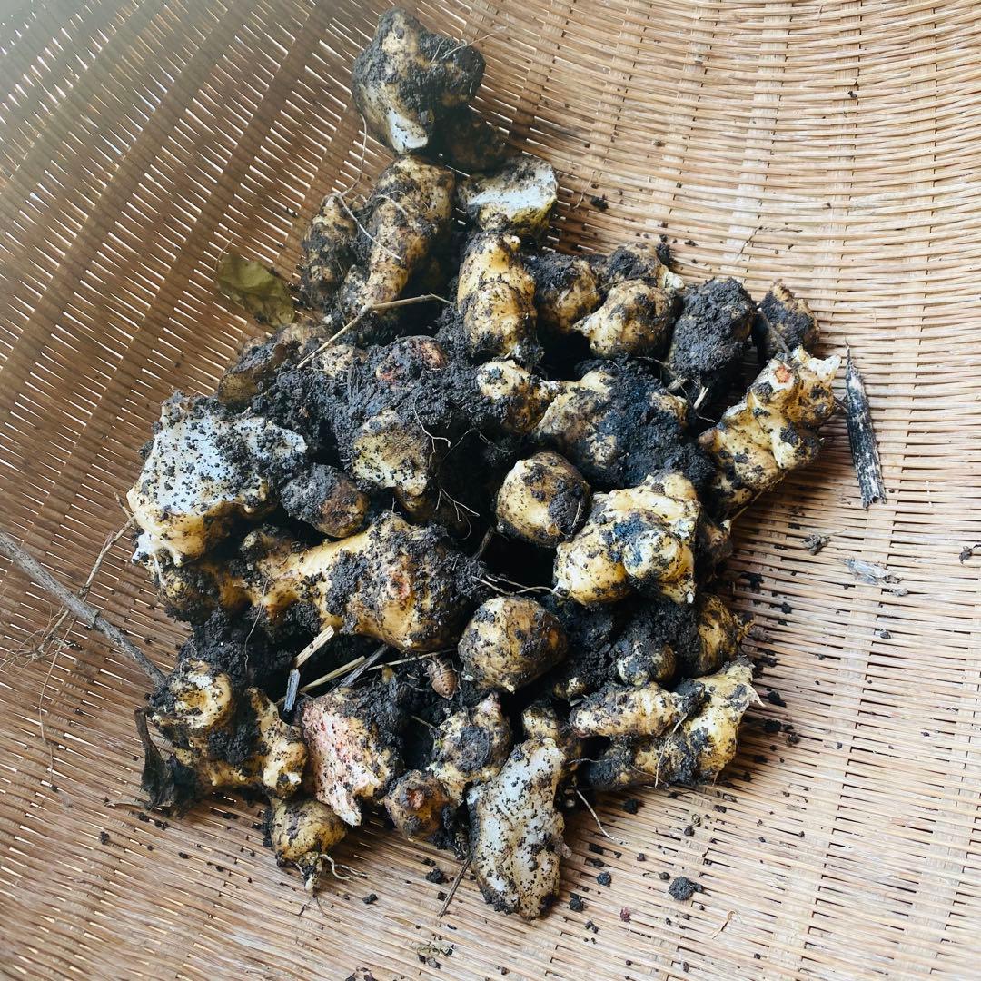 菊芋が生えてくる肥沃な土　みかん箱3箱分パンパンに詰めます