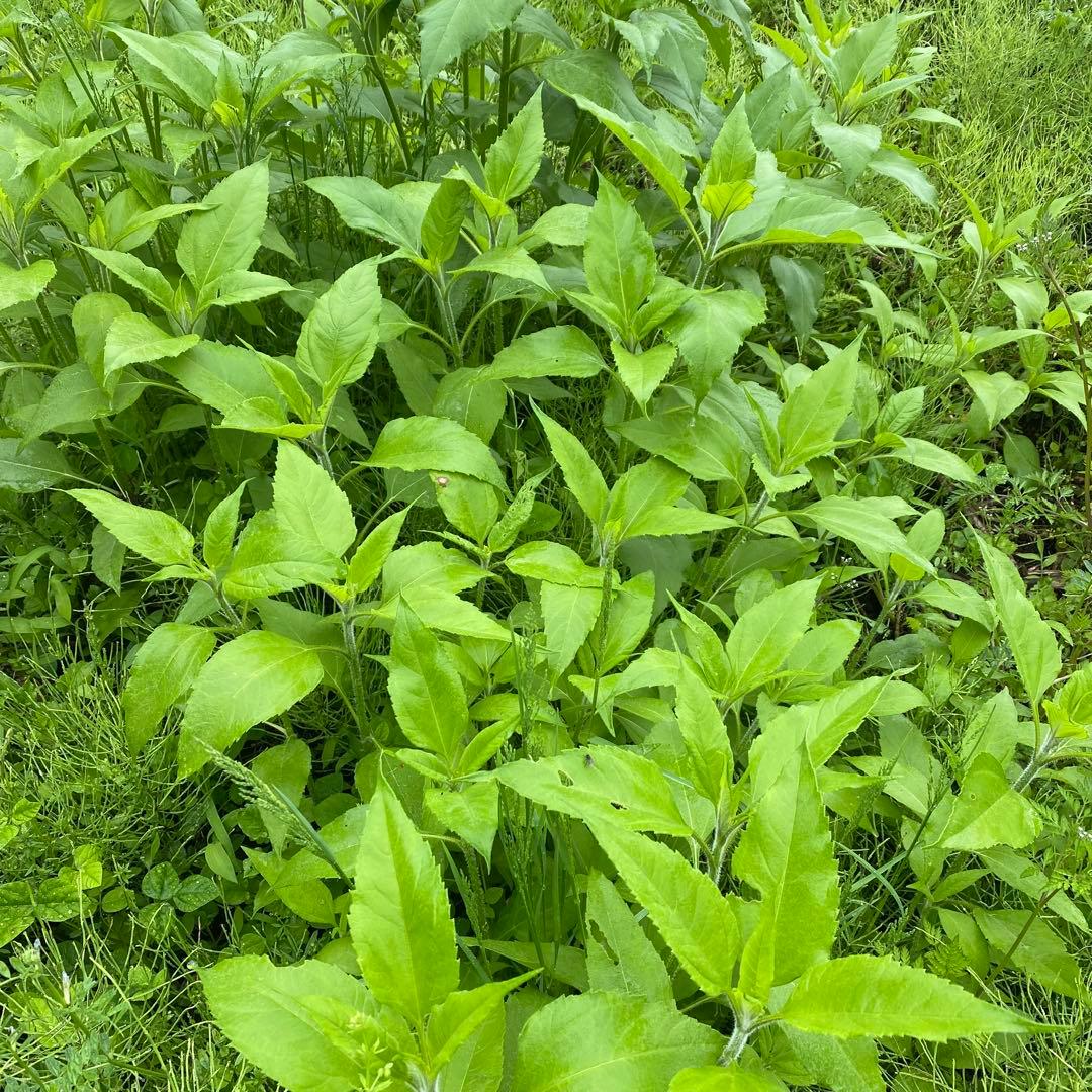 菊芋が生えてくる肥沃な土　みかん箱3箱分パンパンに詰めます