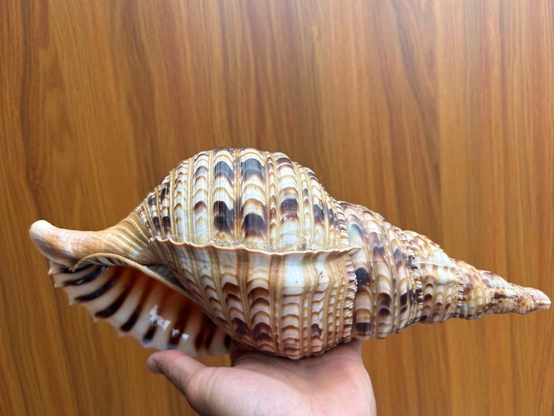 法螺貝　36cm