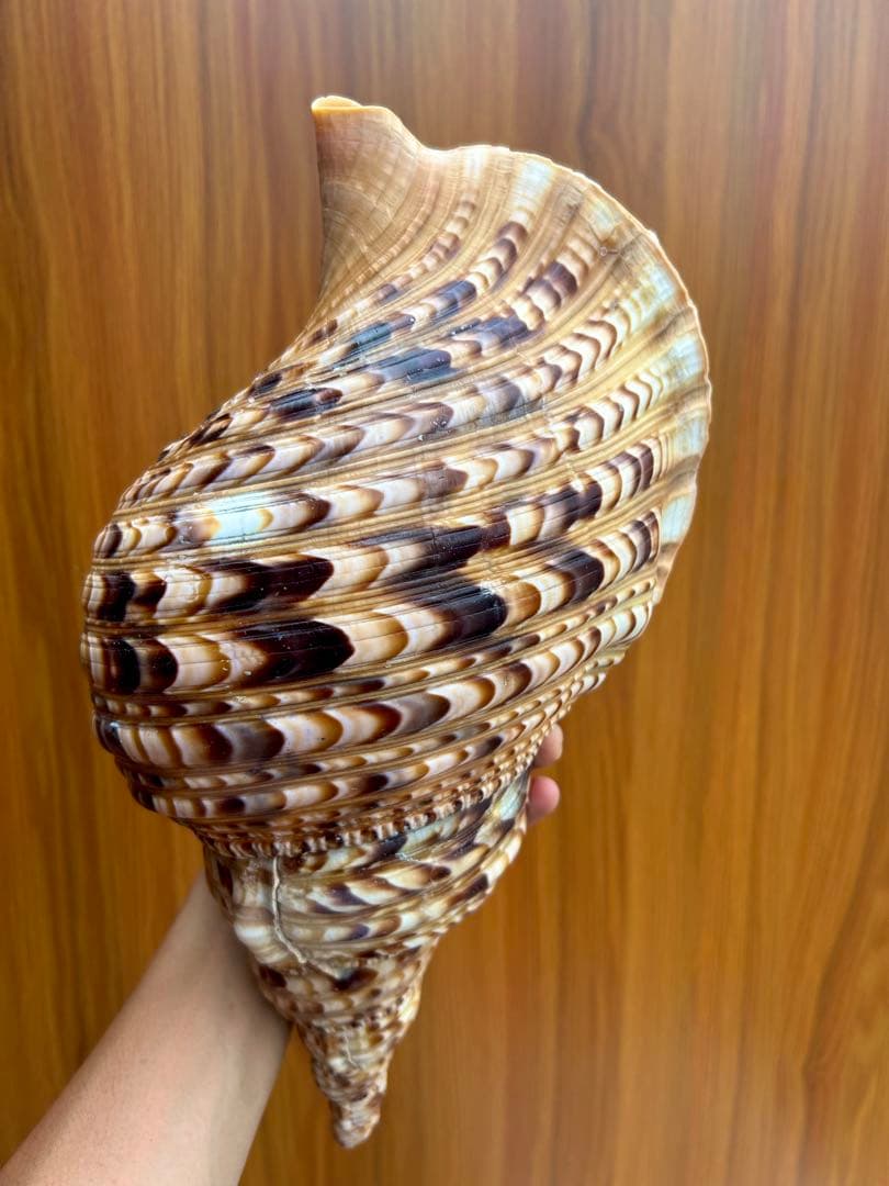 法螺貝　36cm