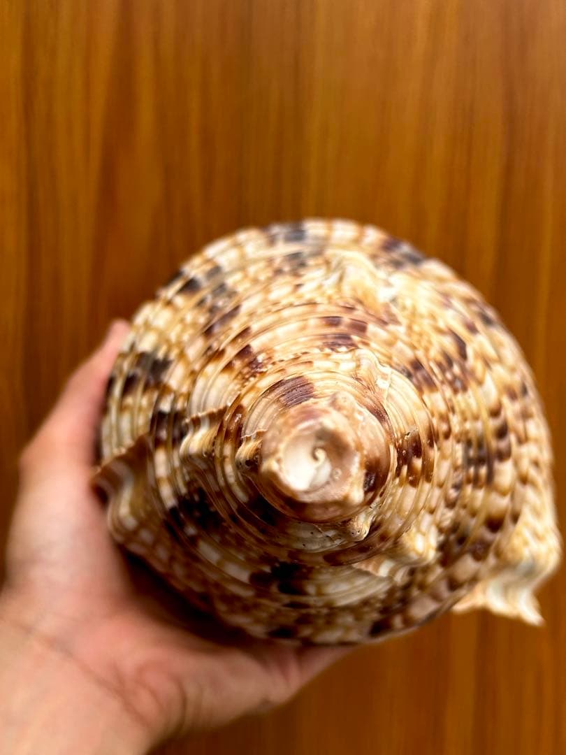 法螺貝　36cm