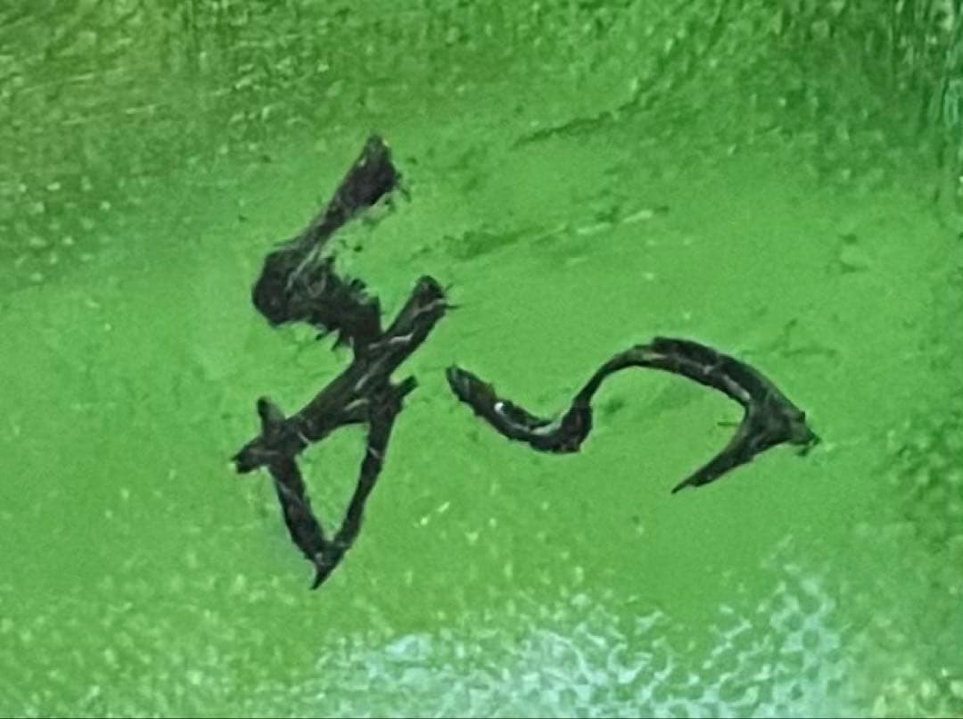 佐々木和子　油彩　ひまわり　6号　p314