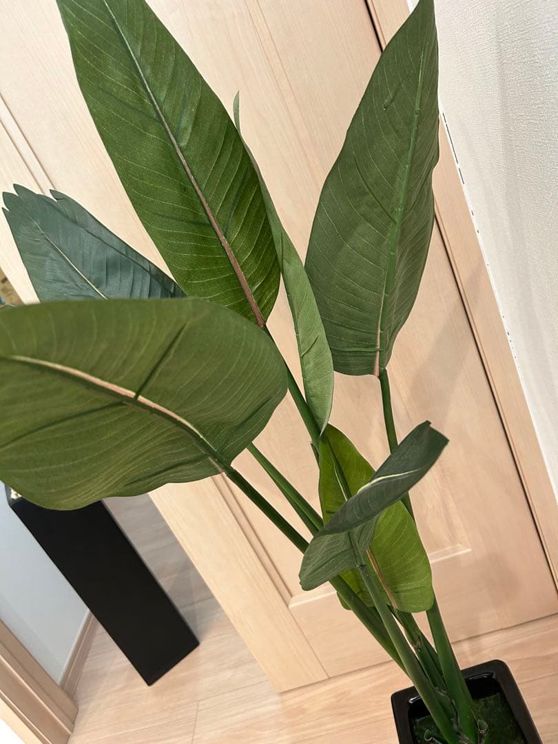 CT触媒インテリアグリーン ストレリチア 高さ115cm