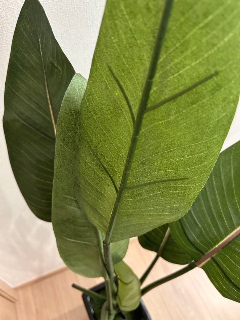 CT触媒インテリアグリーン ストレリチア 高さ115cm