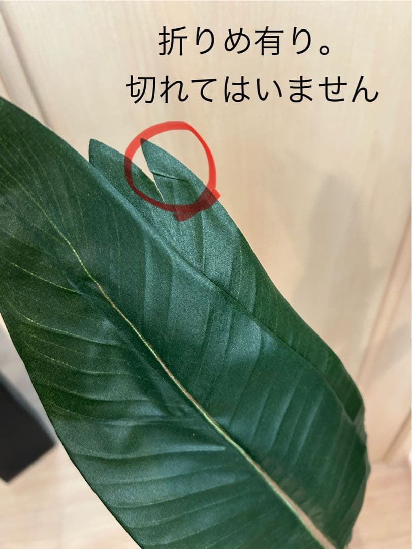 CT触媒インテリアグリーン ストレリチア 高さ115cm