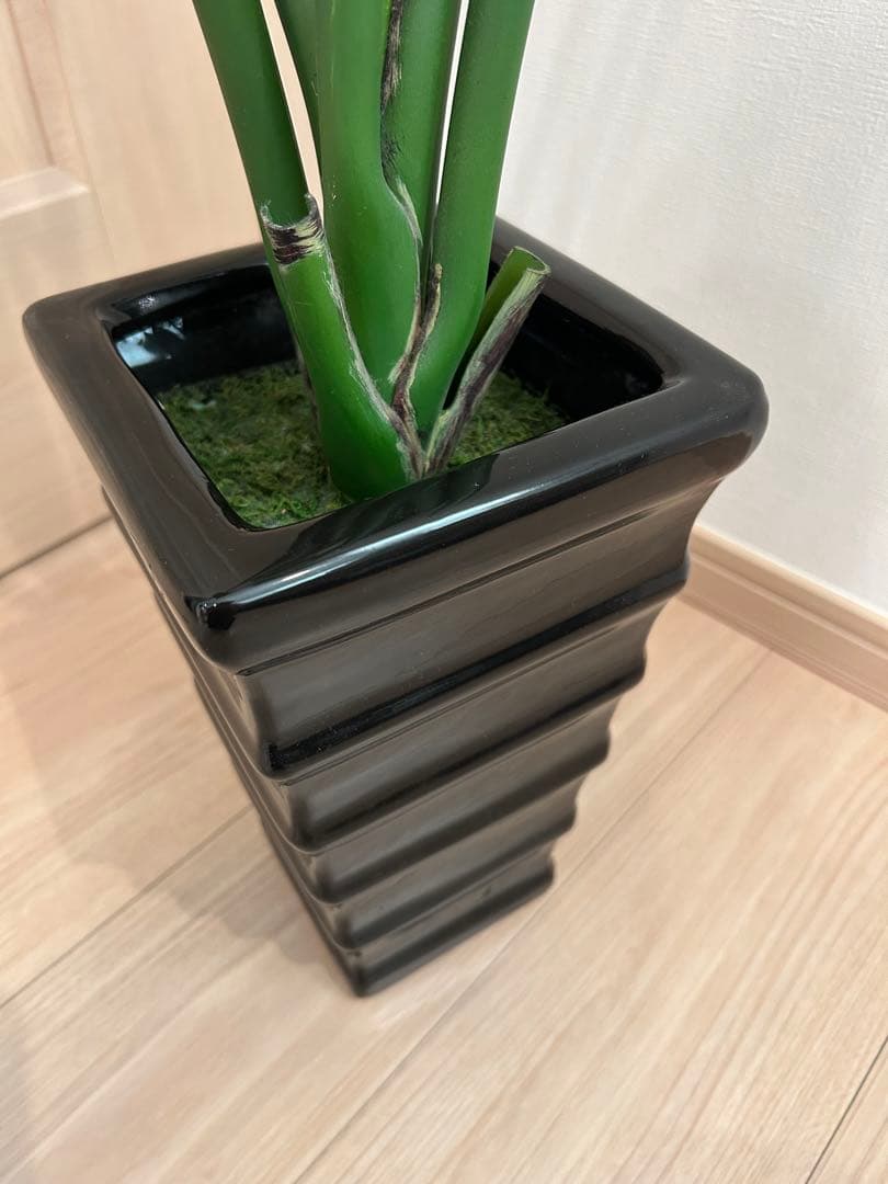 CT触媒インテリアグリーン ストレリチア 高さ115cm