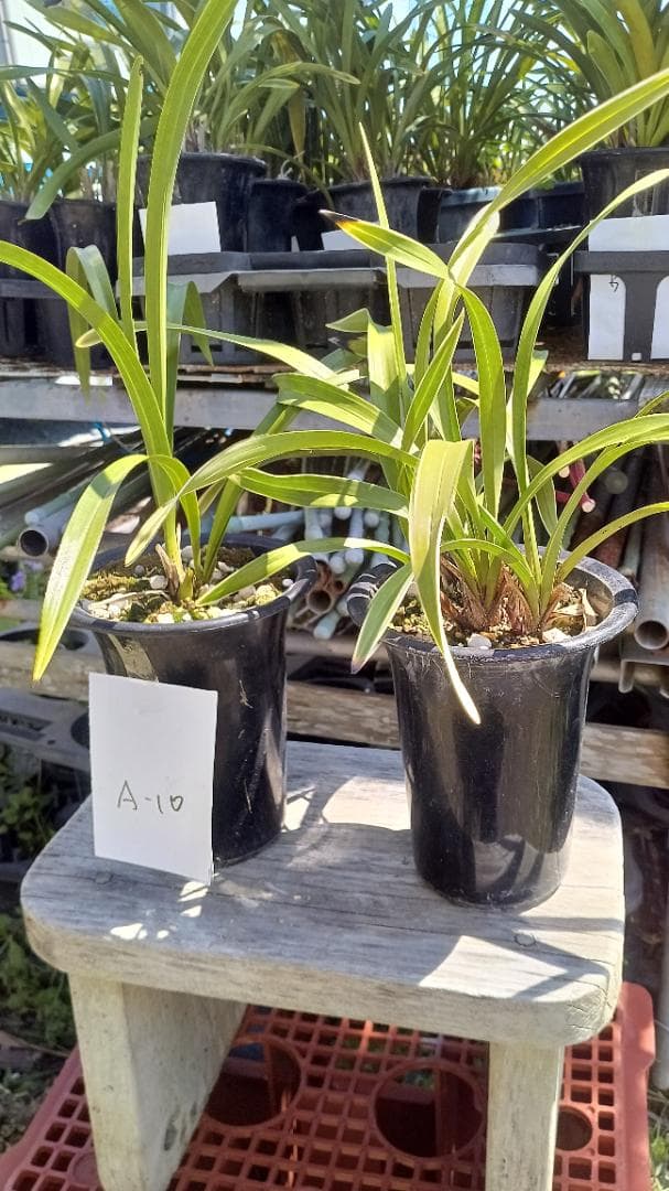 キンリョウヘンA-10 花芽2と1の2鉢セット