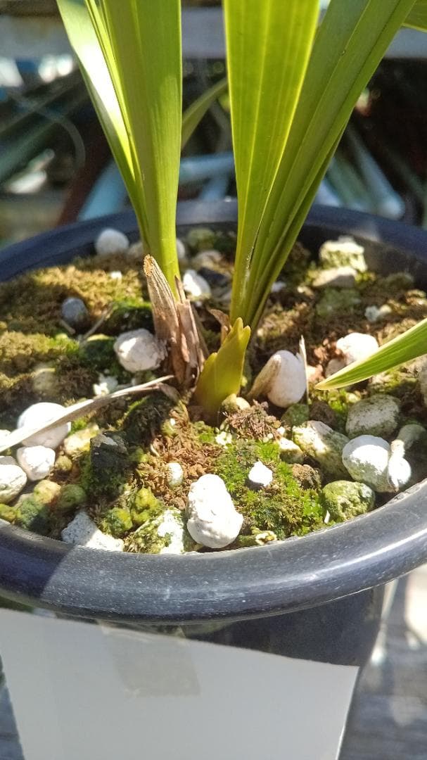 キンリョウヘンA-10 花芽2と1の2鉢セット