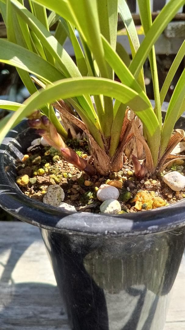 キンリョウヘンA-10 花芽2と1の2鉢セット