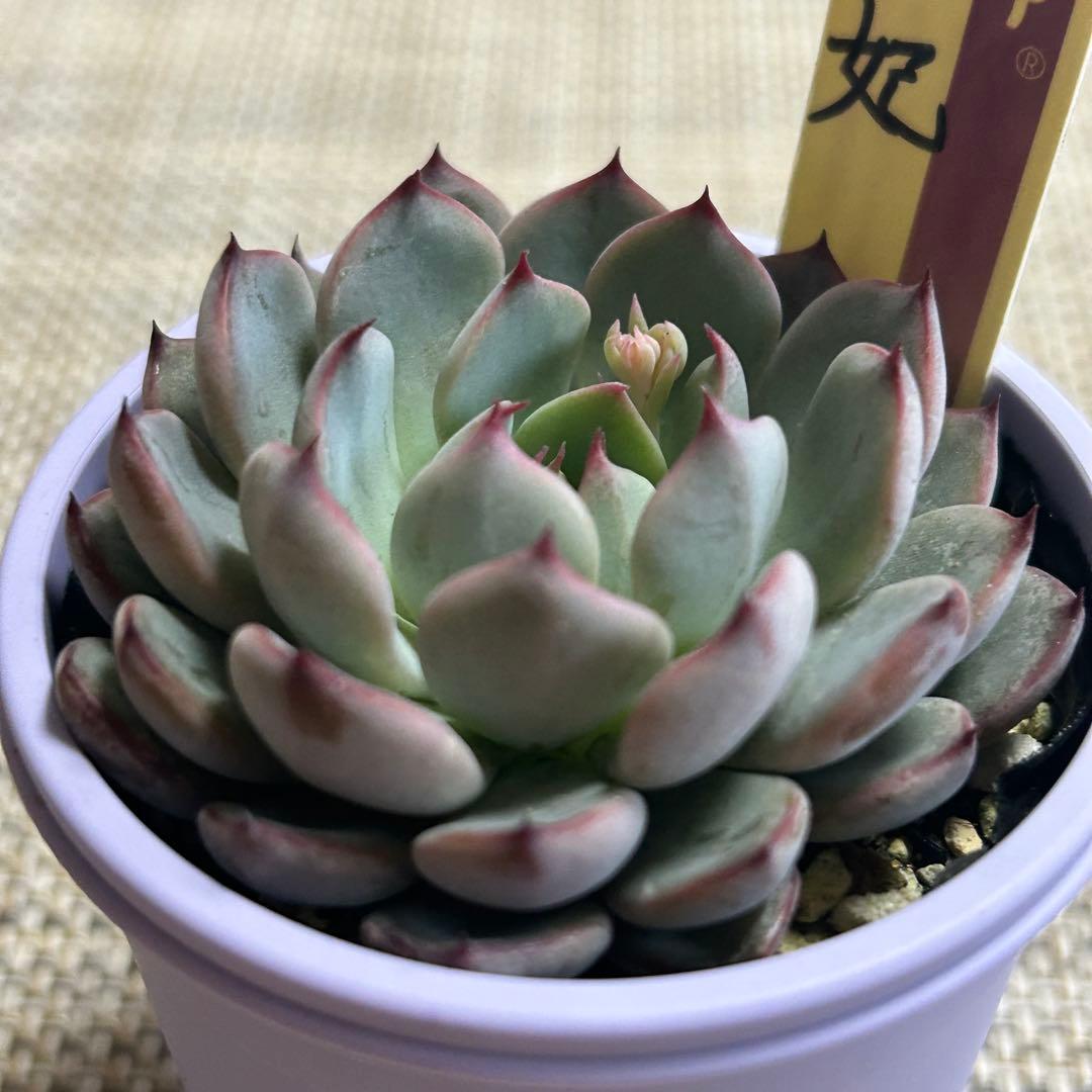 ミックスベリア　美紫妃　札付き　ポットごと　花芽あり