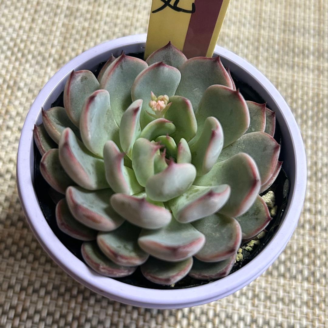ミックスベリア　美紫妃　札付き　ポットごと　花芽あり