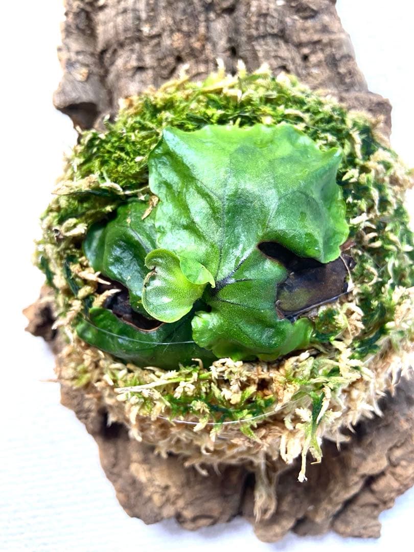 ビカクシダ マダガスカリエンセ コルク付