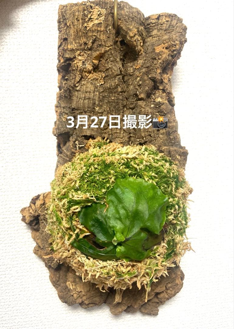 ビカクシダ マダガスカリエンセ コルク付