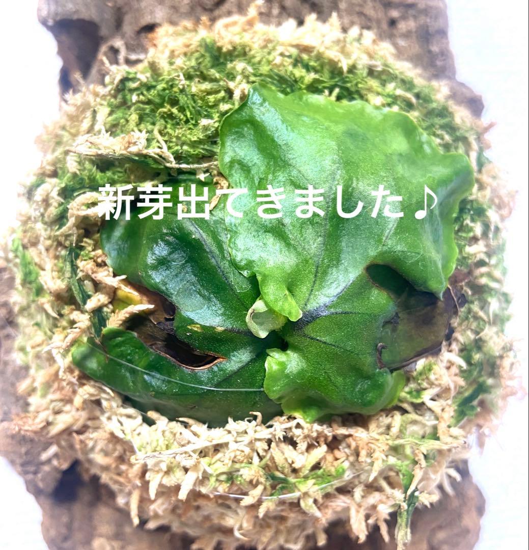 ビカクシダ マダガスカリエンセ コルク付