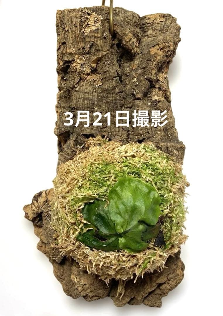 ビカクシダ マダガスカリエンセ コルク付