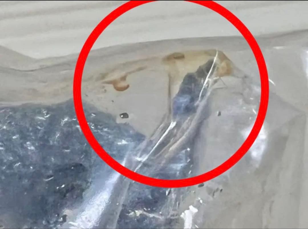 ゴジラ　ゴジラ名鑑　全7種類