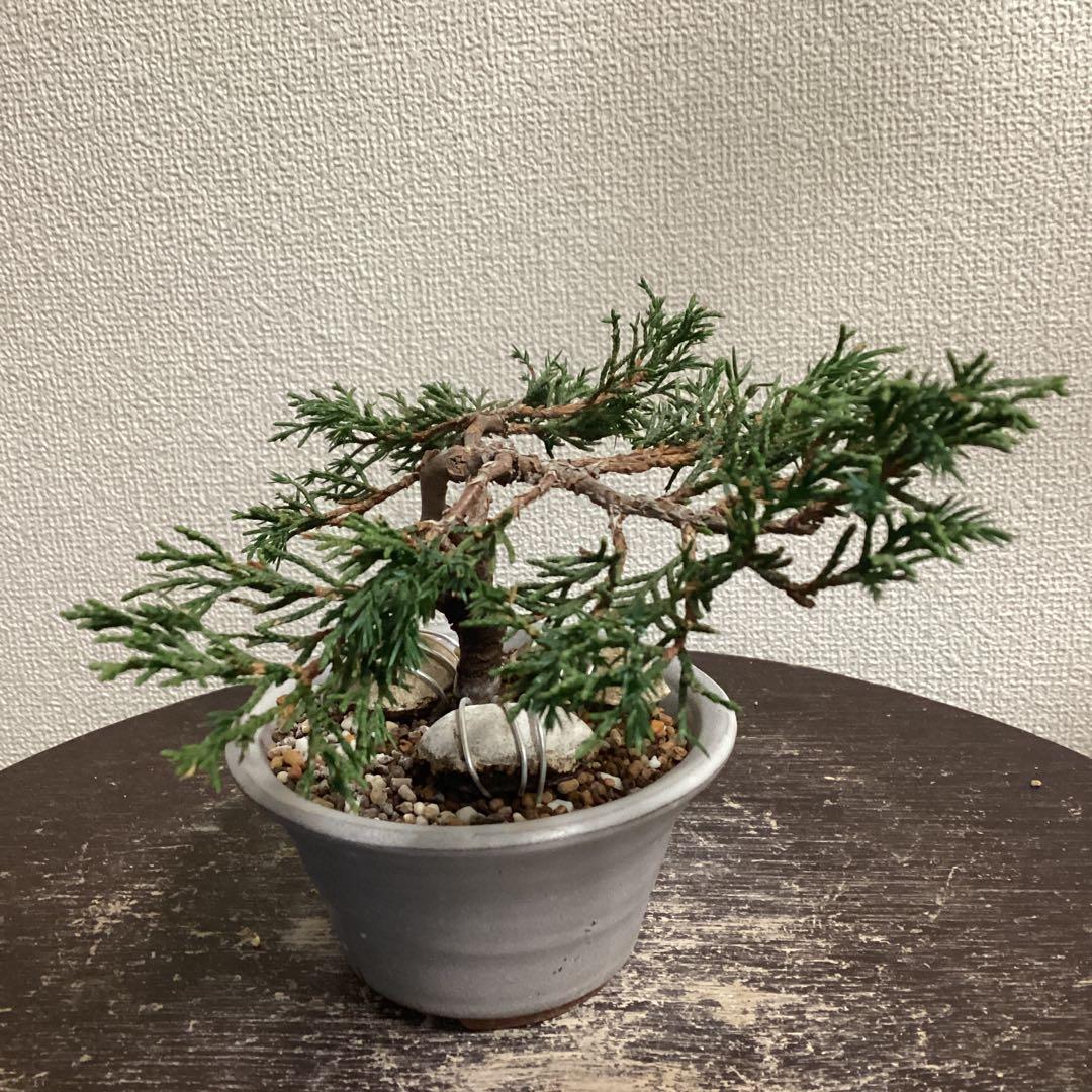 小品盆栽　双幹の半懸崖の糸魚川真柏　畳み込み　豆盆栽鉢　売り上げ金は義援金に使用