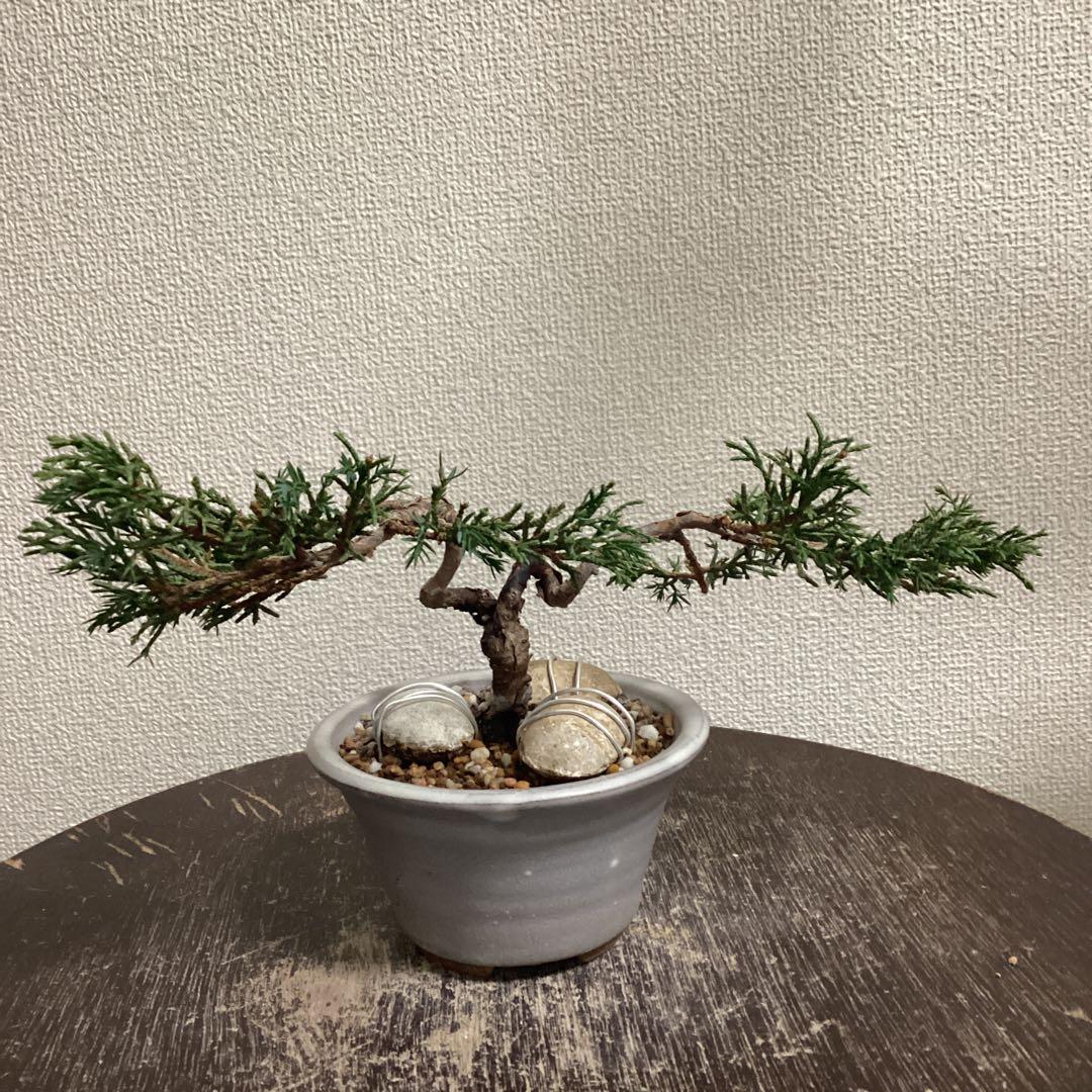 小品盆栽　双幹の半懸崖の糸魚川真柏　畳み込み　豆盆栽鉢　売り上げ金は義援金に使用