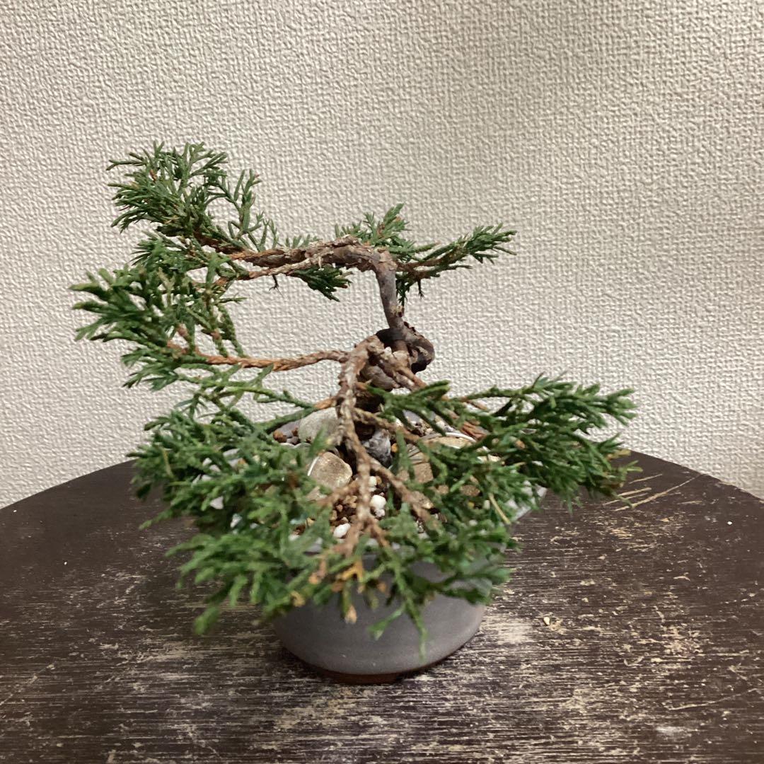 小品盆栽　双幹の半懸崖の糸魚川真柏　畳み込み　豆盆栽鉢　売り上げ金は義援金に使用