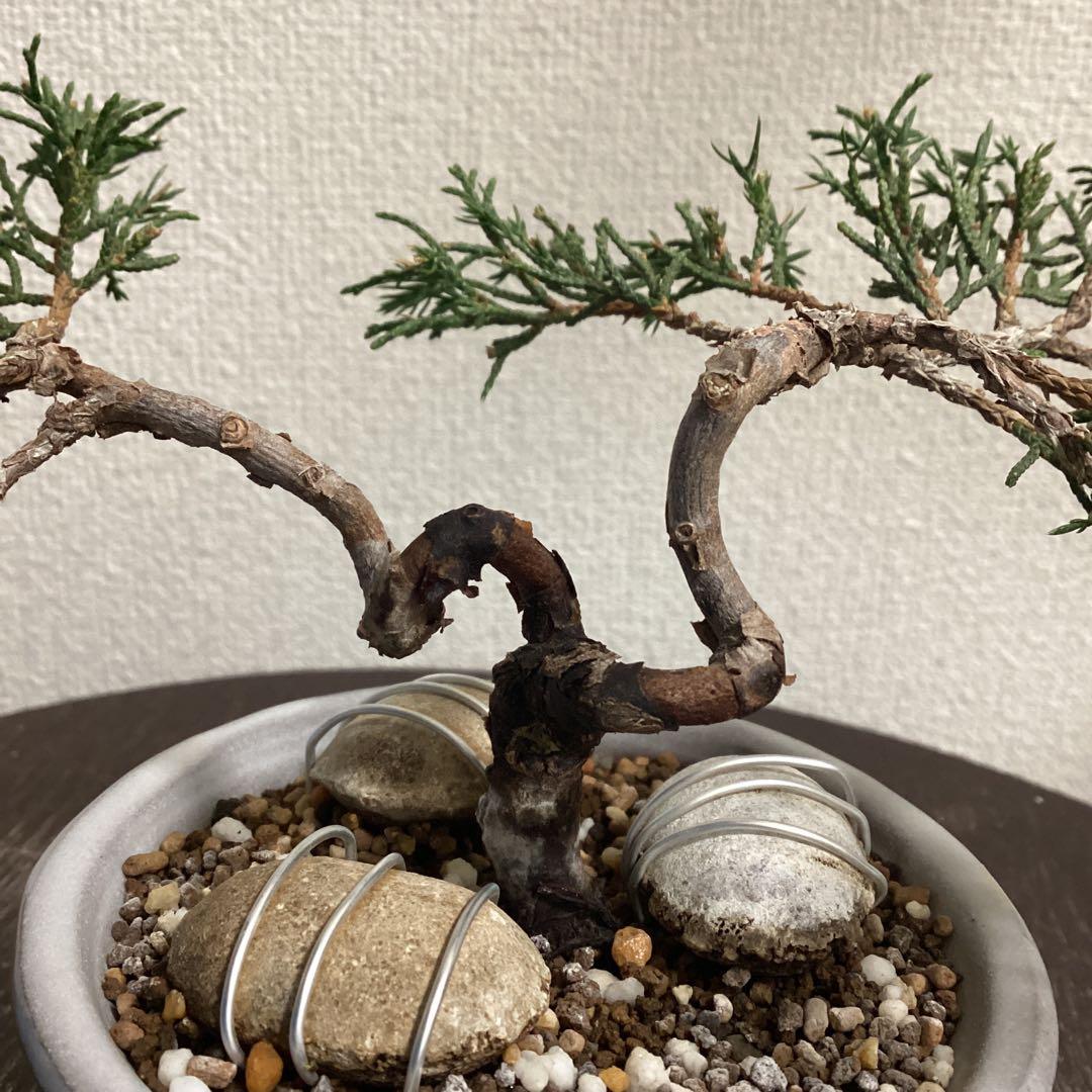 小品盆栽　双幹の半懸崖の糸魚川真柏　畳み込み　豆盆栽鉢　売り上げ金は義援金に使用