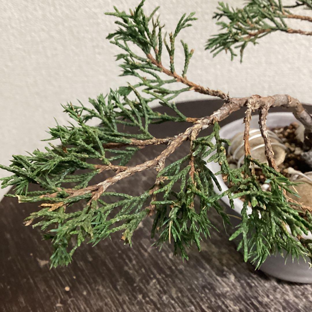 小品盆栽　双幹の半懸崖の糸魚川真柏　畳み込み　豆盆栽鉢　売り上げ金は義援金に使用