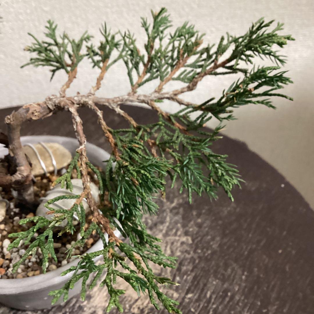 小品盆栽　双幹の半懸崖の糸魚川真柏　畳み込み　豆盆栽鉢　売り上げ金は義援金に使用