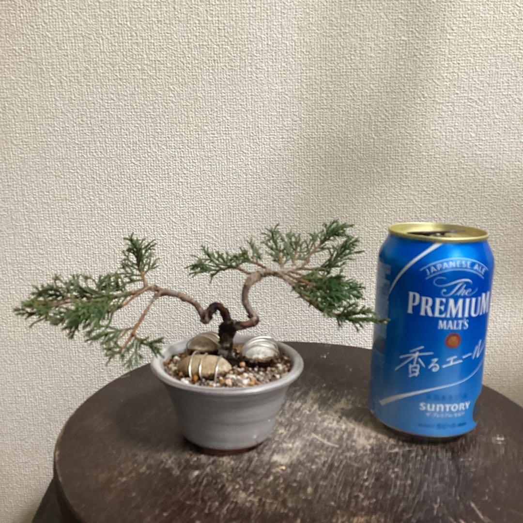 小品盆栽　双幹の半懸崖の糸魚川真柏　畳み込み　豆盆栽鉢　売り上げ金は義援金に使用