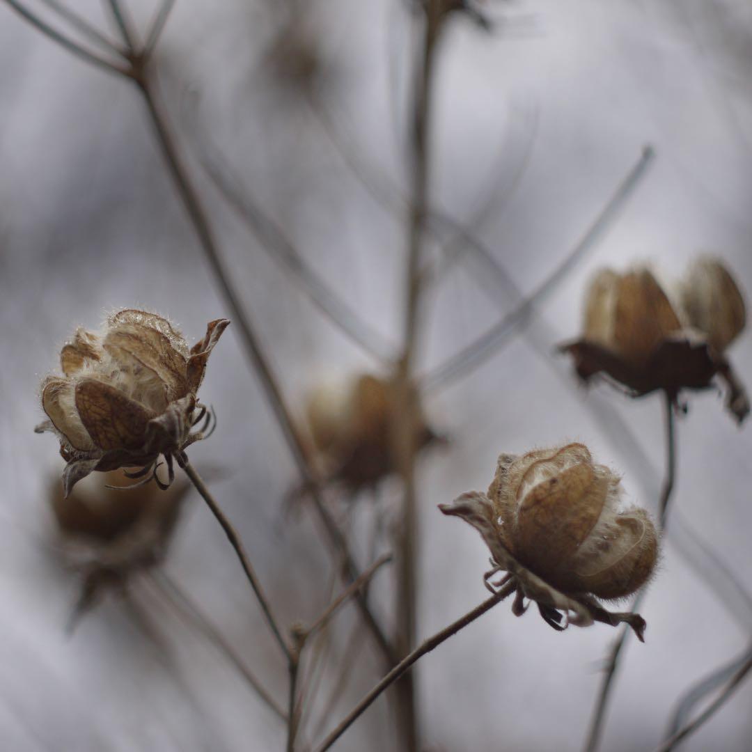 【キャメロンさん専用】Helios-44M 58mm F2 オールドレンズ 他