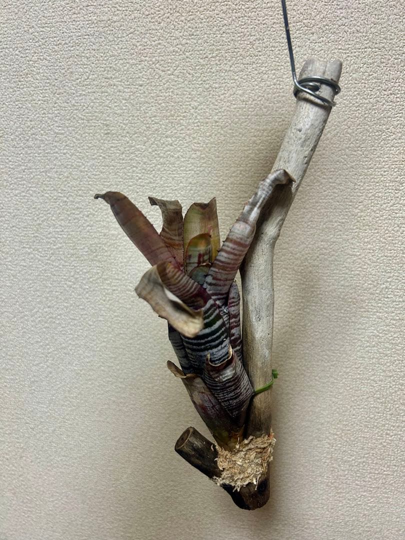 Aechmea nudicaulis ‘Parati’ 流木仕立て