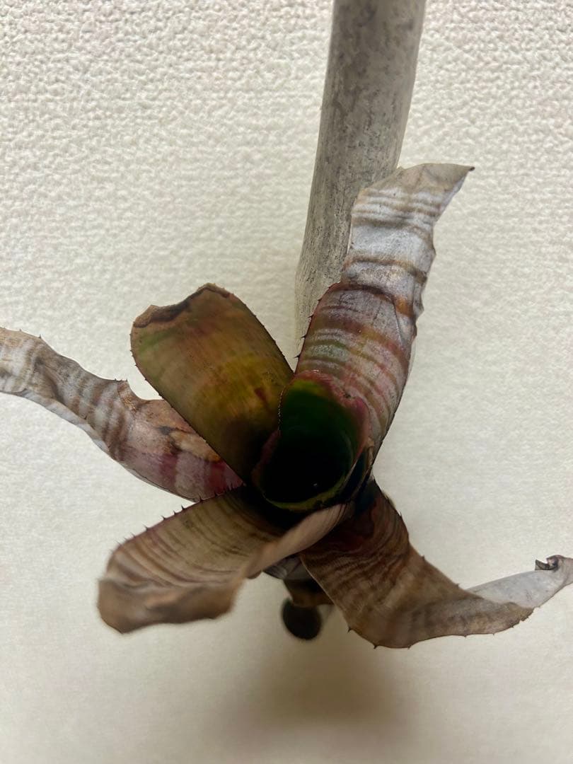 Aechmea nudicaulis ‘Parati’ 流木仕立て