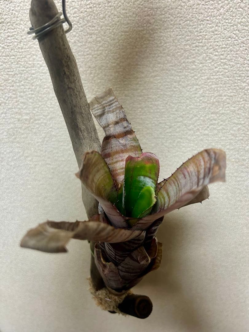 Aechmea nudicaulis ‘Parati’ 流木仕立て