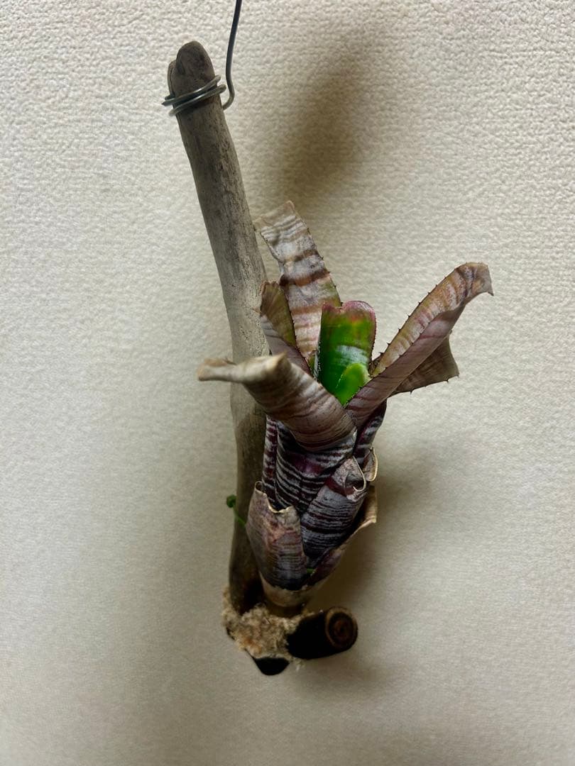 Aechmea nudicaulis ‘Parati’ 流木仕立て