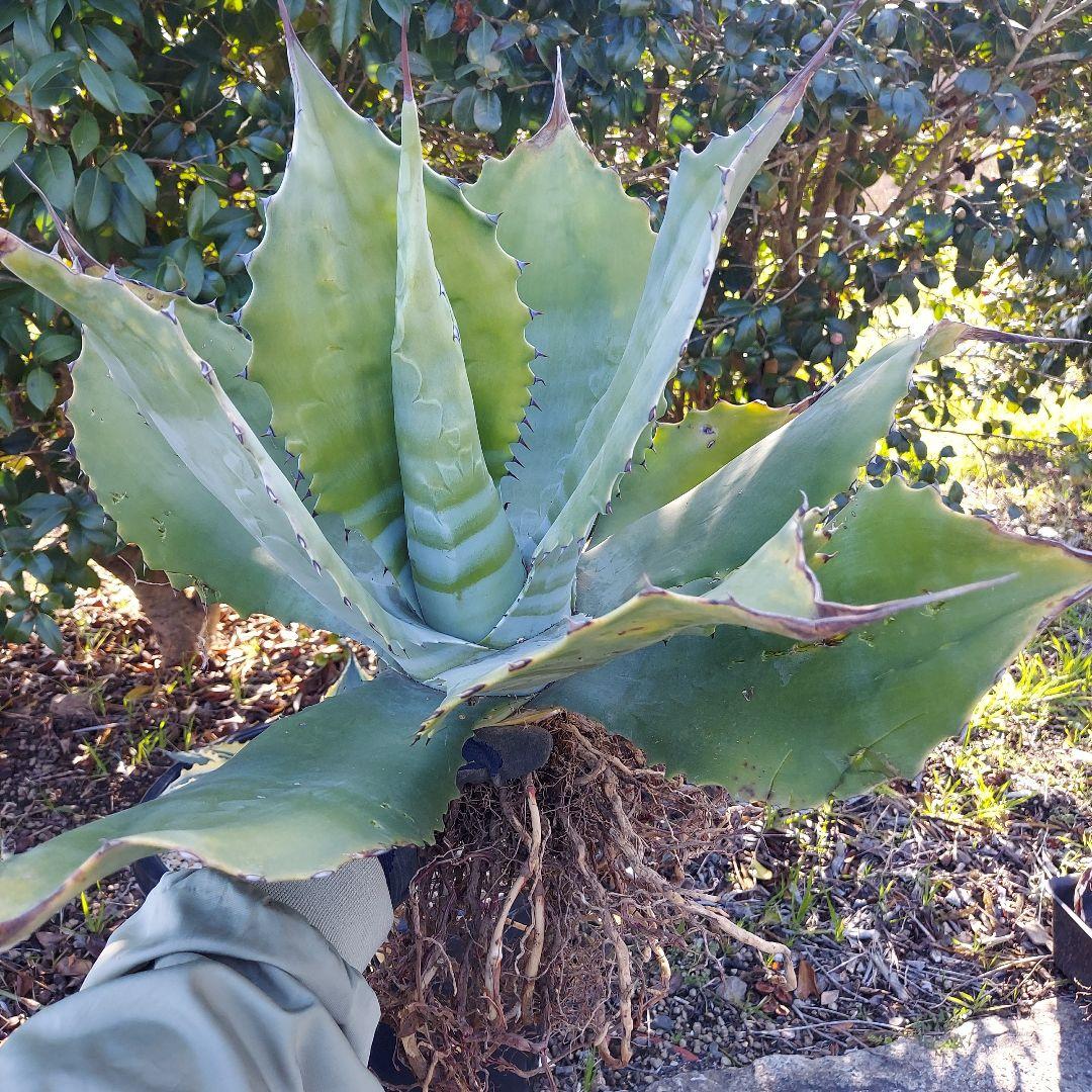 3/8まで　特大！　アガベ　フェロックス　クレイジーホース　耐寒性　初心者