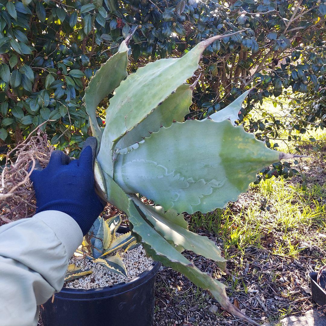 3/8まで　特大！　アガベ　フェロックス　クレイジーホース　耐寒性　初心者