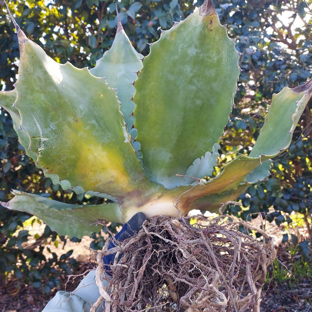 3/8まで　特大！　アガベ　フェロックス　クレイジーホース　耐寒性　初心者