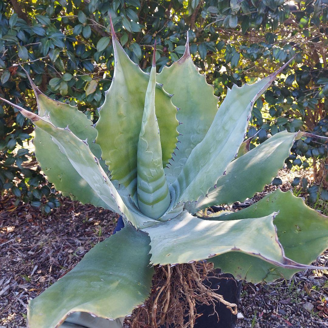3/8まで　特大！　アガベ　フェロックス　クレイジーホース　耐寒性　初心者
