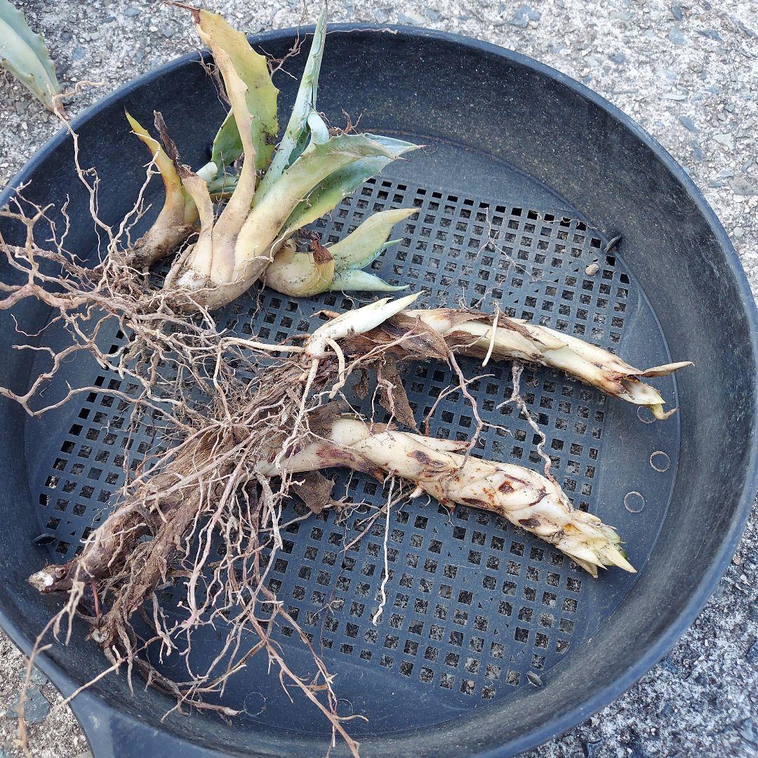 3/8まで　特大！　アガベ　フェロックス　クレイジーホース　耐寒性　初心者