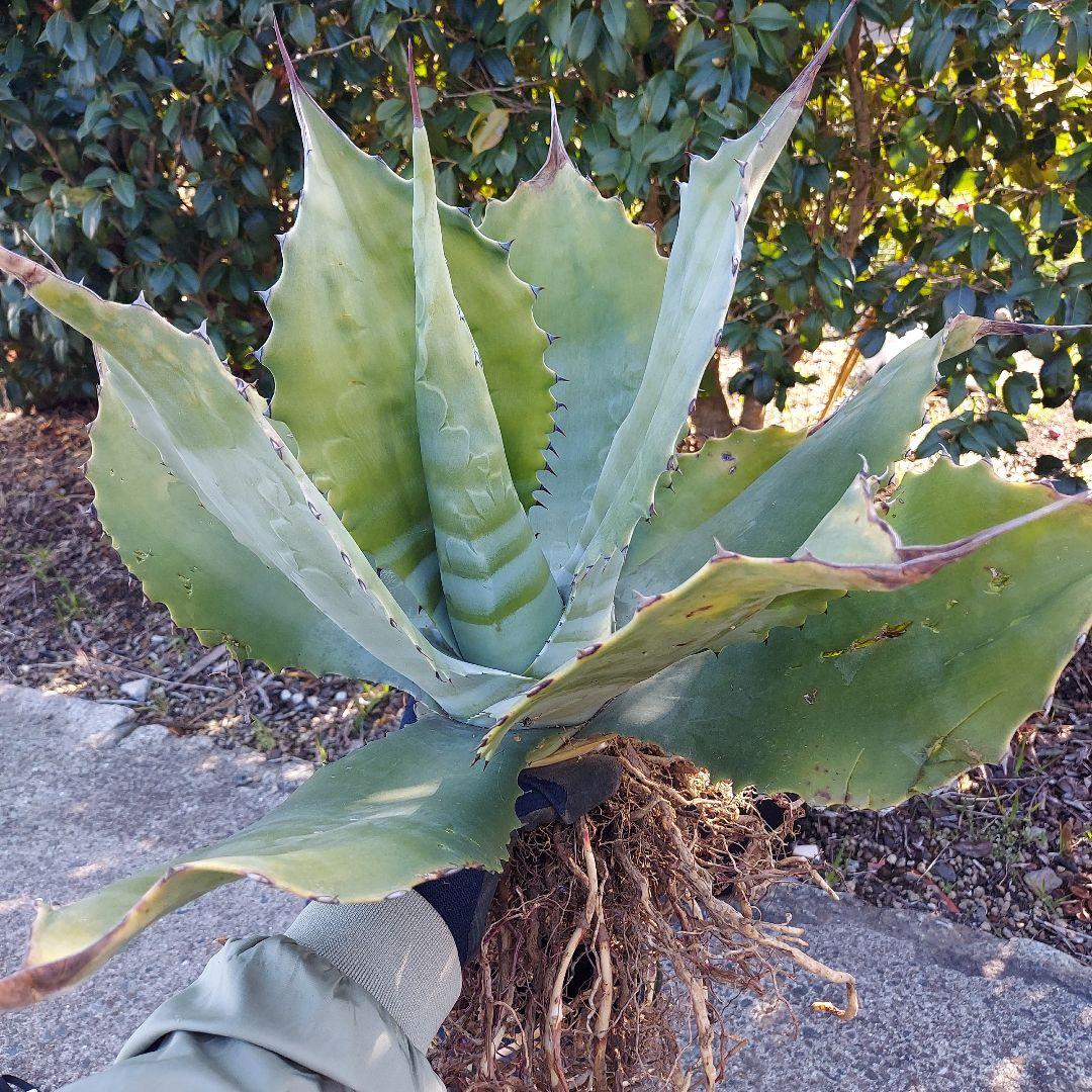 3/8まで　特大！　アガベ　フェロックス　クレイジーホース　耐寒性　初心者