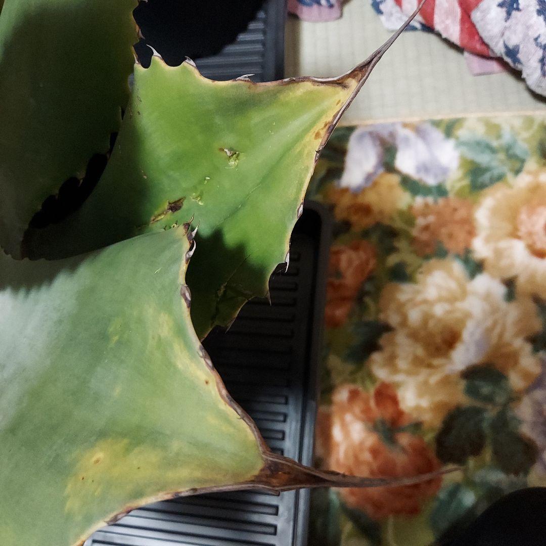 3/8まで　特大！　アガベ　フェロックス　クレイジーホース　耐寒性　初心者