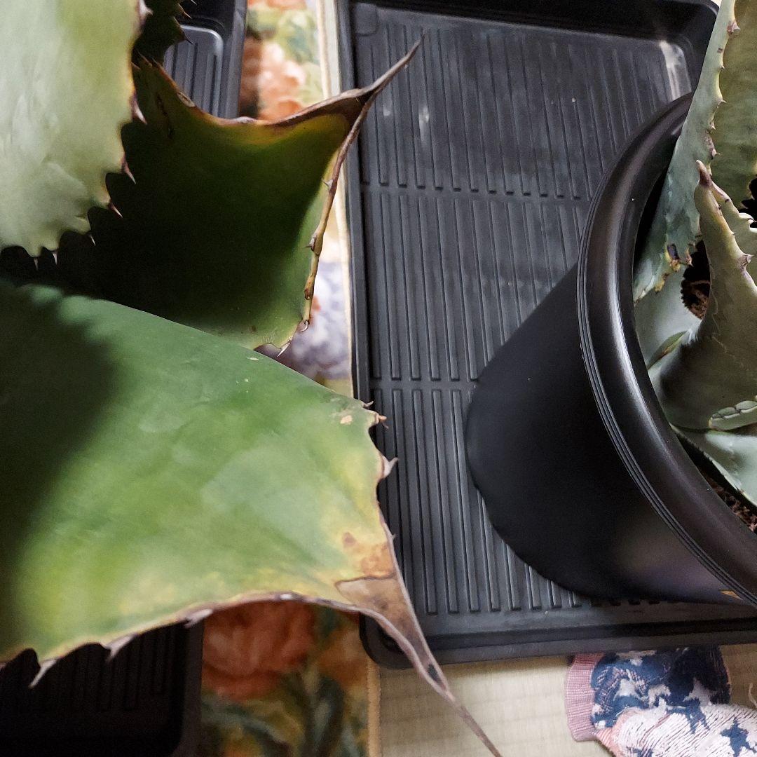 3/8まで　特大！　アガベ　フェロックス　クレイジーホース　耐寒性　初心者