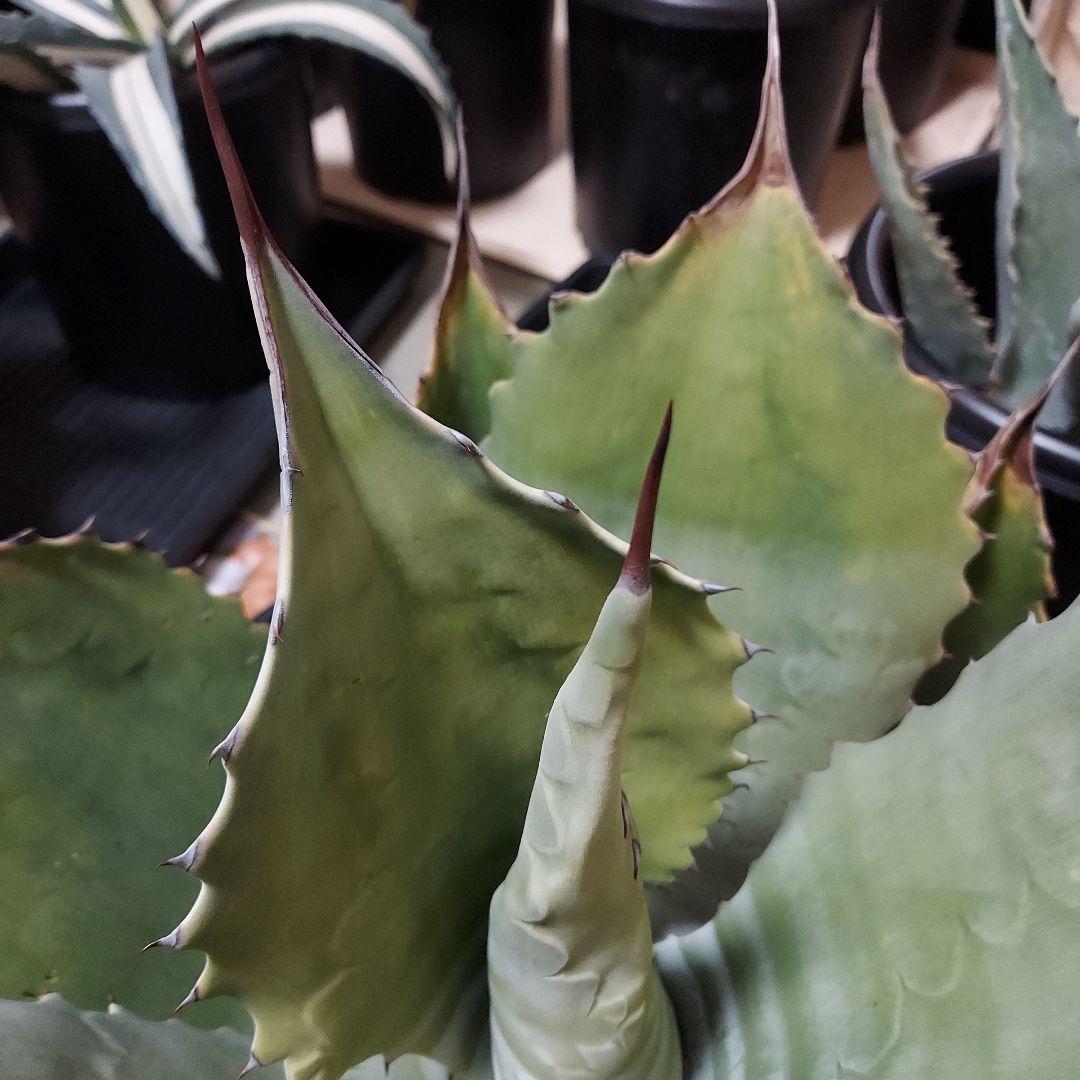 3/8まで　特大！　アガベ　フェロックス　クレイジーホース　耐寒性　初心者