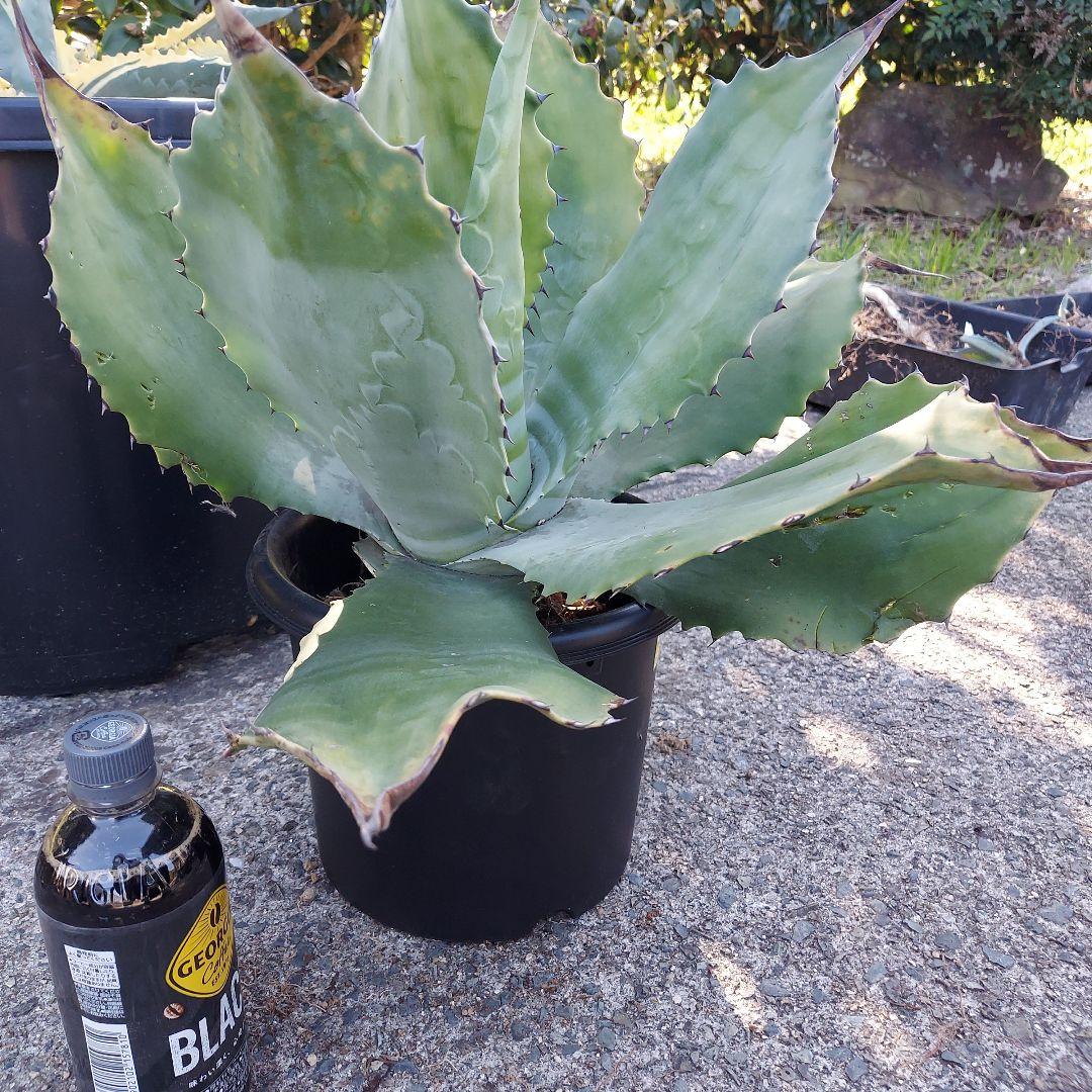 3/8まで　特大！　アガベ　フェロックス　クレイジーホース　耐寒性　初心者