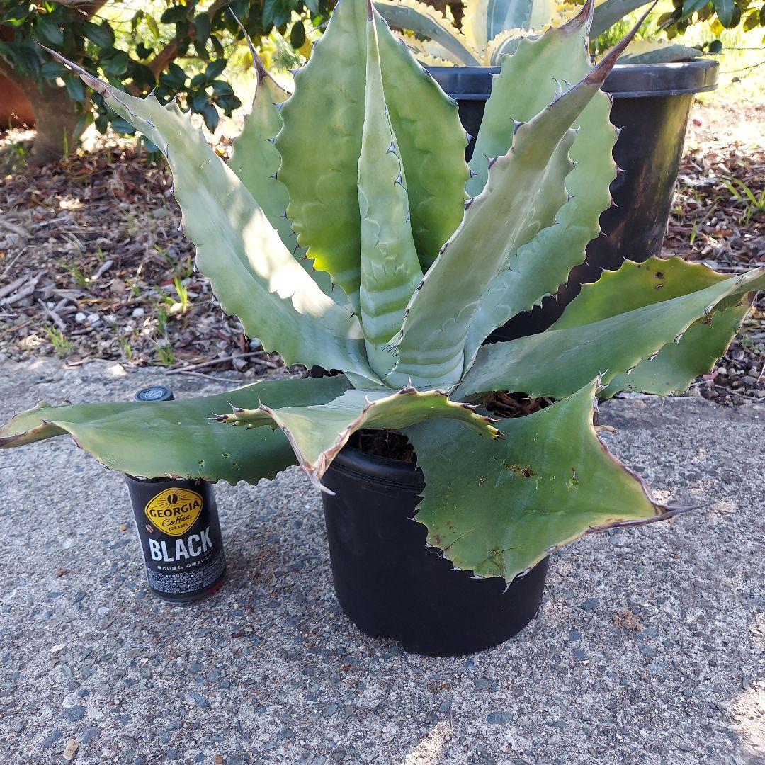 3/8まで　特大！　アガベ　フェロックス　クレイジーホース　耐寒性　初心者