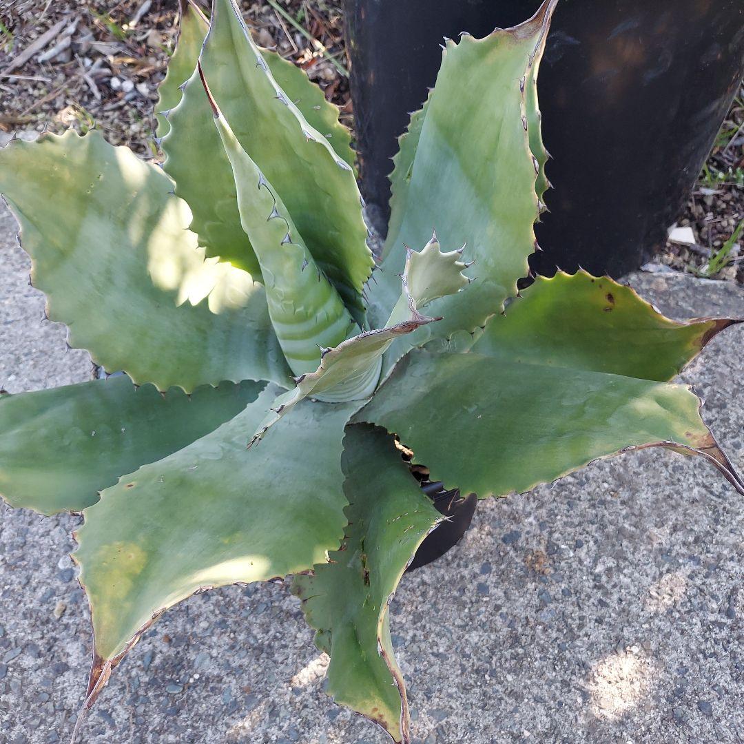 3/8まで　特大！　アガベ　フェロックス　クレイジーホース　耐寒性　初心者